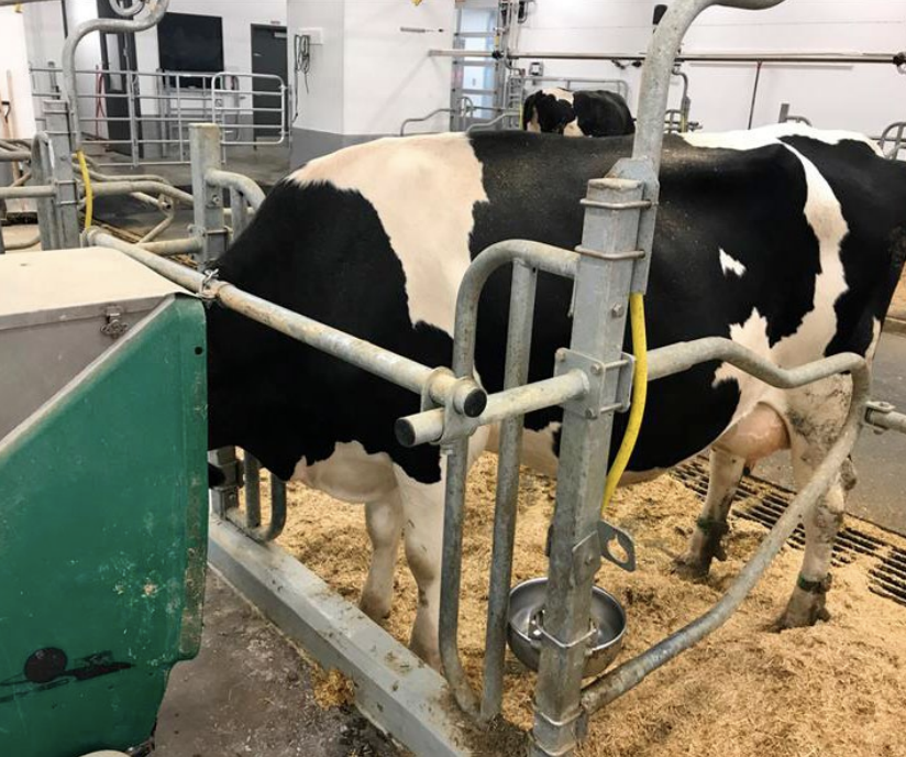 UofGResearch's tweet photo. A global collaboration co-led by #UofG researchers to select more feed-efficient dairy cows could save money for producers and consumers and reduce greenhouse gas emissions. SPARK writer Katie Kroeze wrote this article for Dairy at Guelph. Learn more: https://t.co/V4S5Qswu6J https://t.co/dL8CayMavv