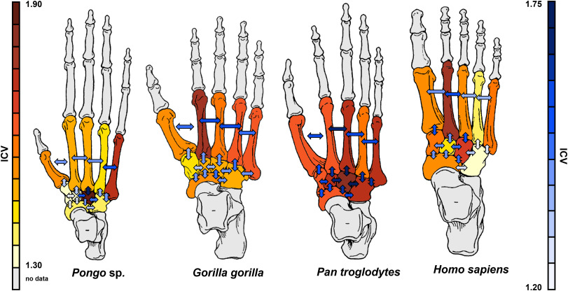 Klara Komza (@klarakomza) on Twitter photo Part one of my PhD is out! 🎉 Check out our paper on morphological integration in the hominid midfoot: authors.elsevier.com/a/1fXXiAlZXQDaI, with co-authors @BenceViola and <a href="/_lschroeder/">Lauren Schroeder</a>. Part one of my PhD is out! 🎉 Check out our paper on morphological integration in the hominid midfoot: authors.elsevier.com/a/1fXXiAlZXQDaI, with co-authors @BenceViola and <a href="/_lschroeder/">Lauren Schroeder</a>.