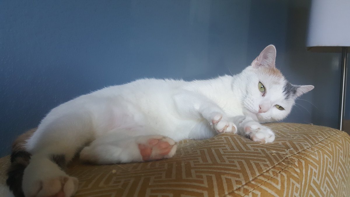 Brake4Pie's tweet image. Toki looks just like I feel.
Happy #InternationalCatDay, though!

#CatsOfTwitter #tokitime #LazyDay