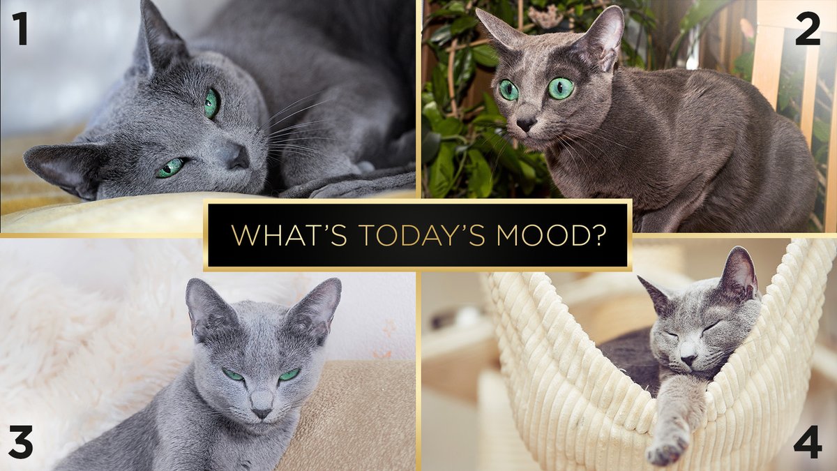 ShebaBrand's tweet photo. It's a combo of 2 and 4 for us, honestly.
#SHEBACat #mondaymood https://t.co/tGE3tFRhAt
