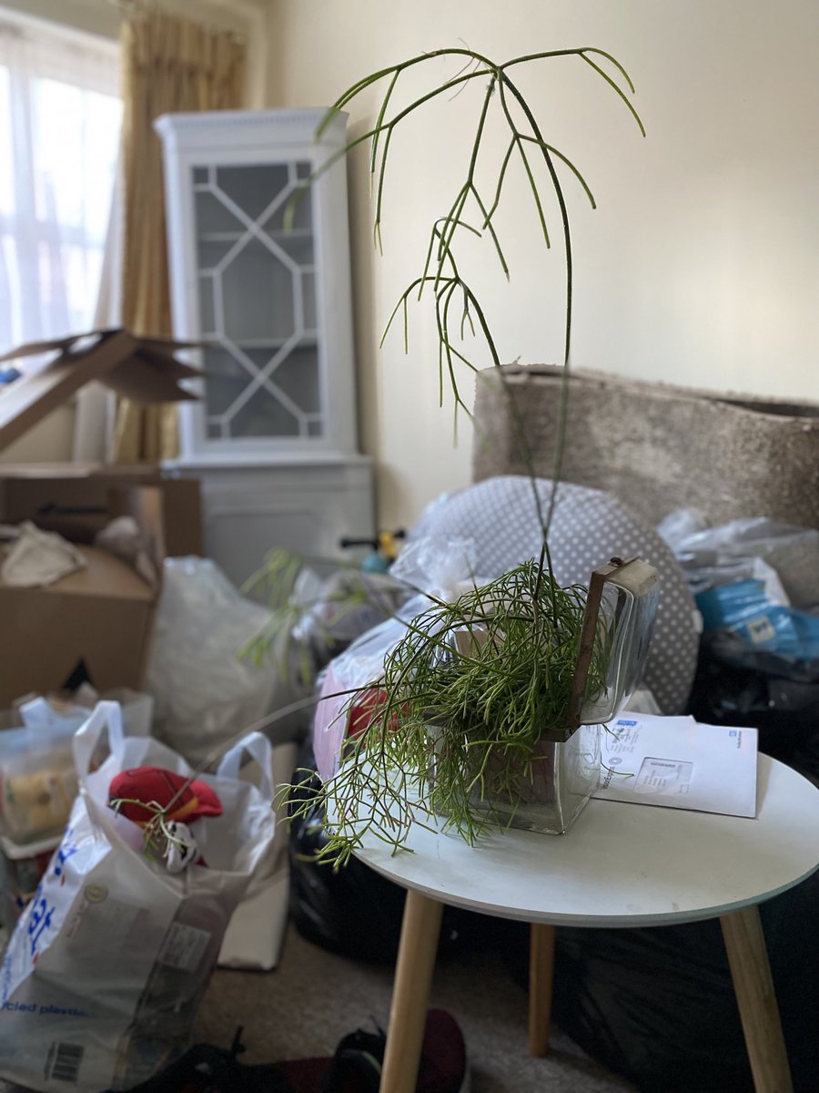 Needy succulent #moving day