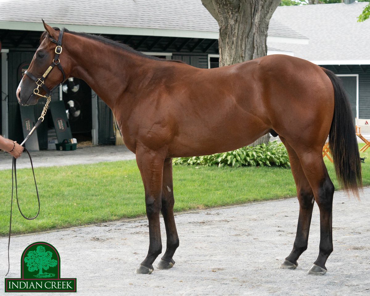 Indian Creek (@indiancreekky) on Twitter photo Selling tonight, hip 6️⃣9️⃣, a strong and forward colt o/o G3W mare Seek and Destroy, by international super sire #WarFront <a href="/claibornefarm/">Claiborne Farm</a>! Hailing from an active family- come see him at barn 6 <a href="/FasigTiptonCo/">Fasig-Tipton</a>
<a href="/ThoroStride/">Lucas Marquardt</a> Video: vimeo.com/734977823
Photo by <a href="/MakMathea4/">Mathea Kelley</a> Selling tonight, hip 6️⃣9️⃣, a strong and forward colt o/o G3W mare Seek and Destroy, by international super sire #WarFront <a href="/claibornefarm/">Claiborne Farm</a>! Hailing from an active family- come see him at barn 6 <a href="/FasigTiptonCo/">Fasig-Tipton</a>
<a href="/ThoroStride/">Lucas Marquardt</a> Video: vimeo.com/734977823
Photo by <a href="/MakMathea4/">Mathea Kelley</a>