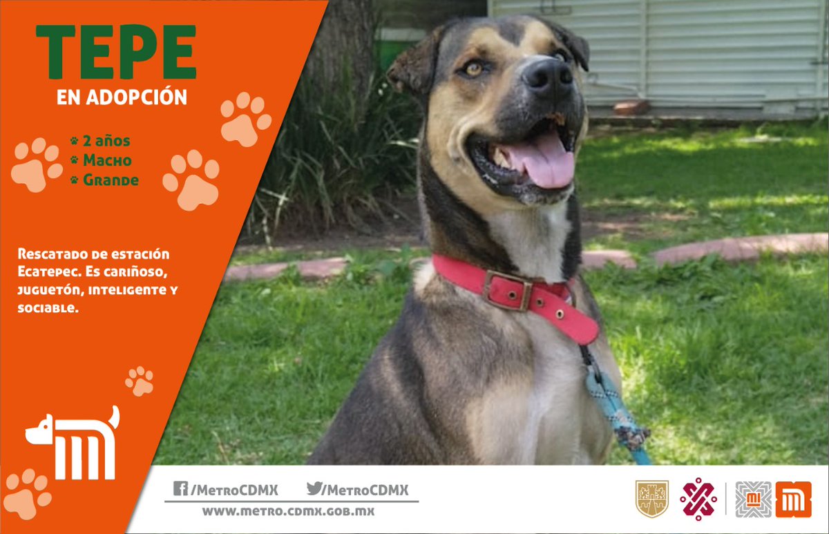 MetroCDMX's tweet photo. Tepe está en busca de una familia, si deseas darle la oportunidad de ser adoptado comunícate vía e-mail a: centrotransferenciacanina.metro@gmail.com  
Consulta requisitos de adopción en 👉🏼 https://t.co/a2rSGOjLEV 🐾  #AUnMetroDeSuHogar #AdoptaNoCompres 🐶🏡" https://t.co/iRribumH3F