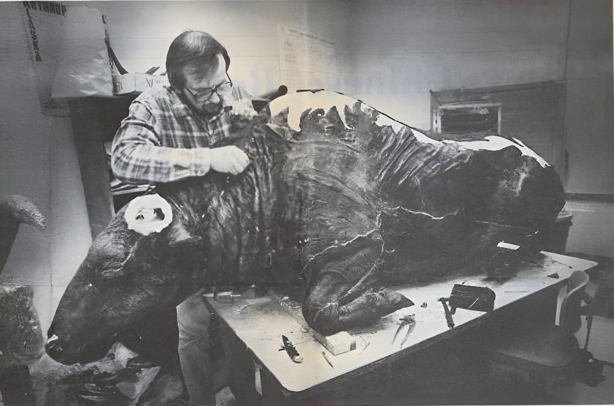 Paleontologando's tweet photo. Sucedió en 1984, cuando Guthrie y sus colegas estaban preparando a Blue Babe para una exposición. 

Tras probarla, los comensales alegaron que la carne tenía un fuerte aroma terroso, pero estaba deliciosa. También observaron que aunque estaba correosa, esta era comestible. 😋 https://t.co/SmAes08HvU