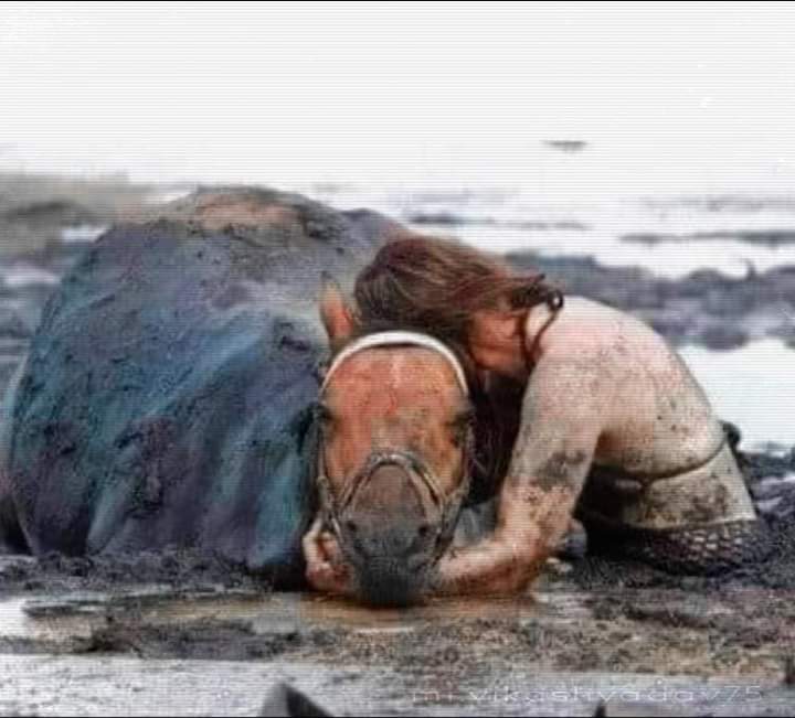 AdeaClaude's tweet photo. Son cheval était coincé dans la boue, elle ne l'a pas quitté. Elle a tenu sa tête haute pendant trois heures alors que la marée montait, jusqu'à ce que les sauveteurs arrivent et l'aident à libérer le cheval… https://t.co/0jhKCWeTXj