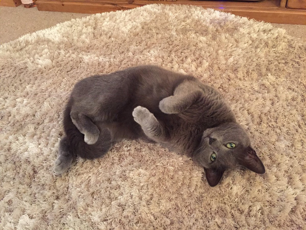 Enjoy #InternationalCatDay #CatsOnTwitter 😻 ~Russ