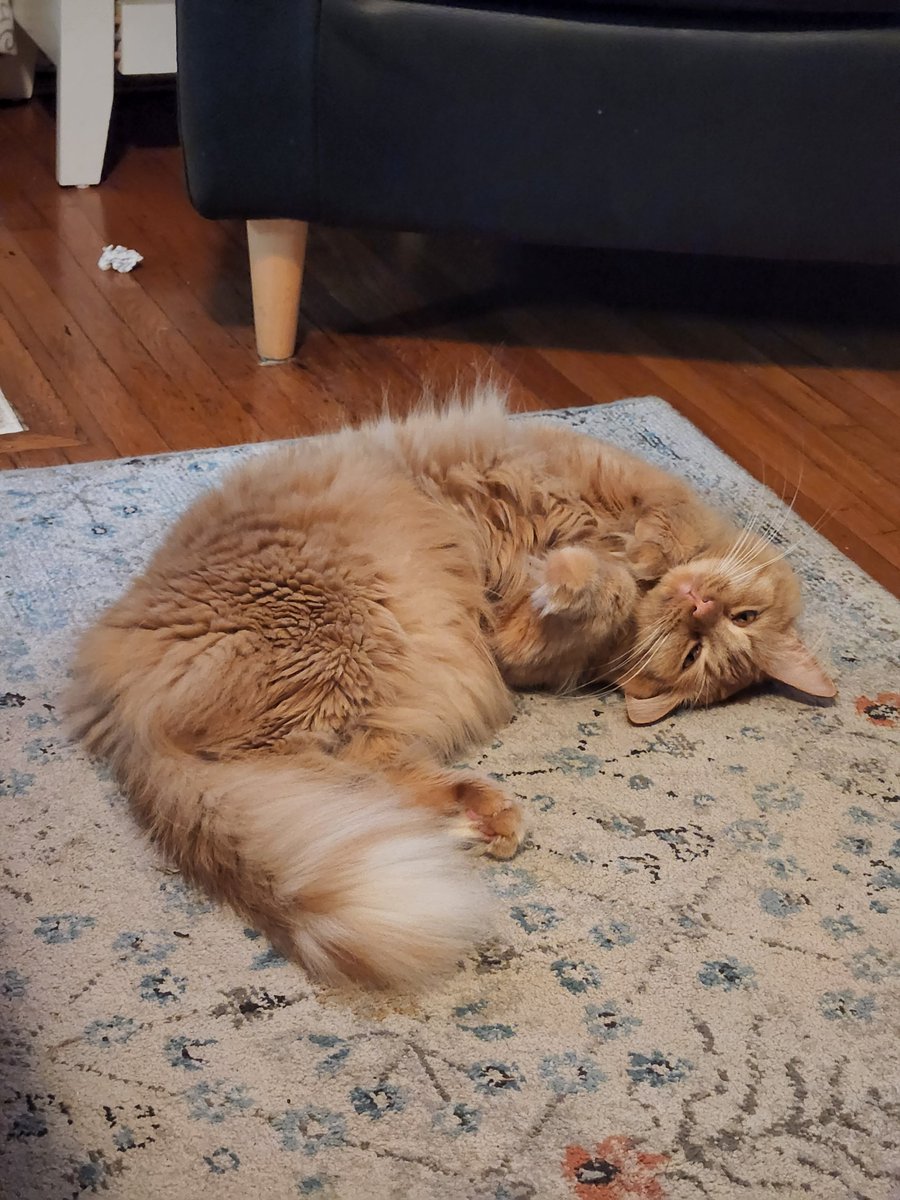 TheDailyFreya's tweet photo. @KimoKekonaKekoa Freya, USA https://t.co/jzEuAncOjB