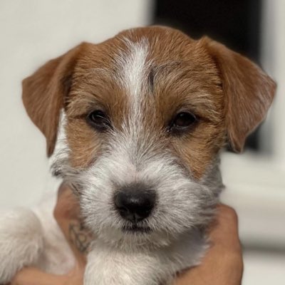 David Nicholson tweet media