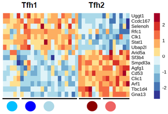lgraca's tweet image. No single gene could discriminate Tfh1 and Tfh2. So, we used #MachineLearning (#elasticNet #lasso) to find the minimal number of genes that could discriminate Tfh1 from Tfh2. We used samples from different labs and real infections (virus and parasites) for validation.