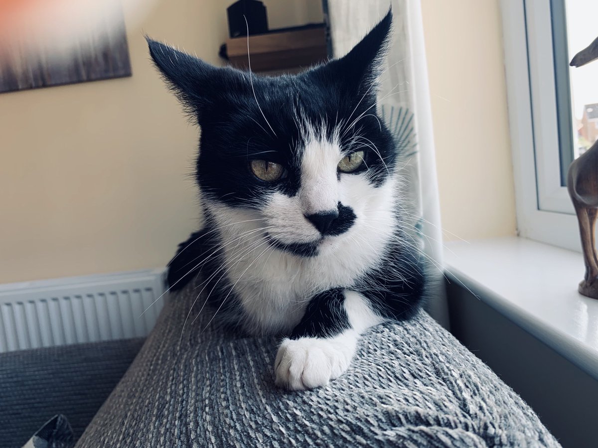 KAlovisi's tweet photo. #internationalcatday Miss my furry so much 💔 #petloss https://t.co/YILcXQm1wY