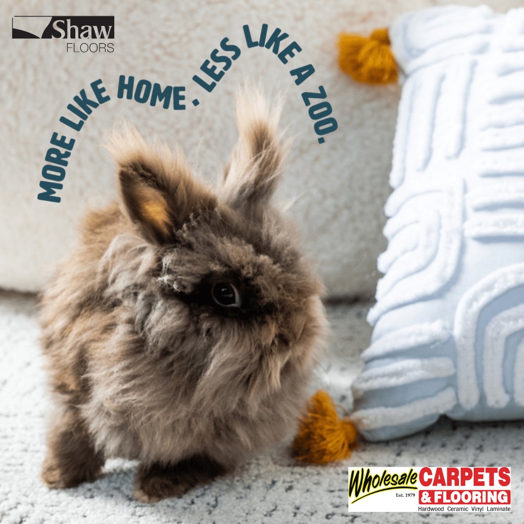 Pets are part of the family – unfortunately so are their messes. Say goodbye to stressful clean-up with Pet Perfect carpets from Shaw Floors. Visit us to shop styles! 🤩🐶

#flooring #wholesaleflooring #petperfectcarpet #shawflooring