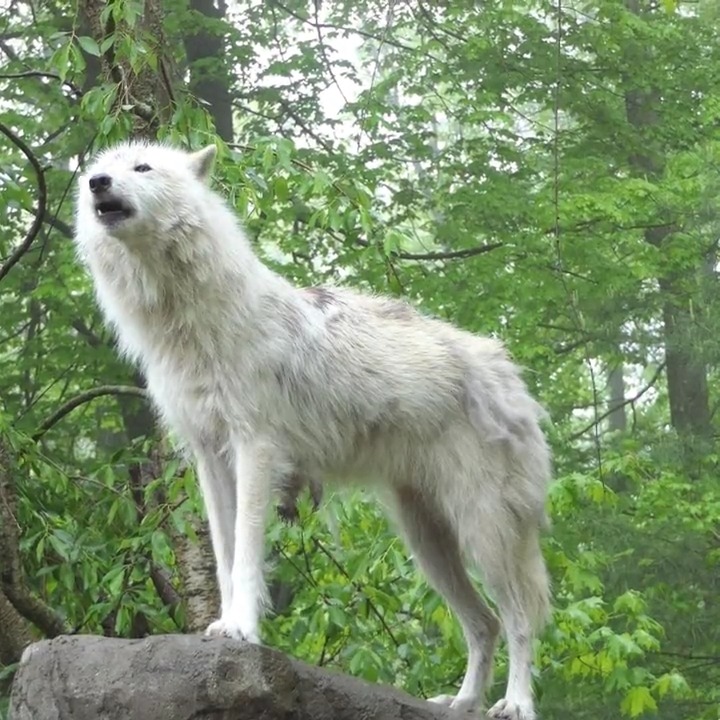 @nywolforg's photo on Wolves