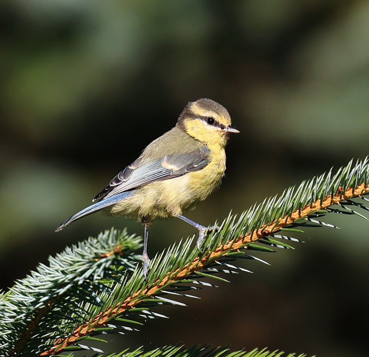 Juv Blue Tit Dartmoor this morning mostly young birds seen.