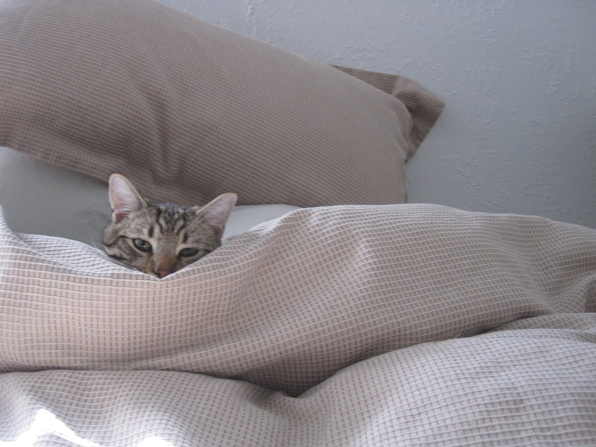 Joey Rintoul tweet media