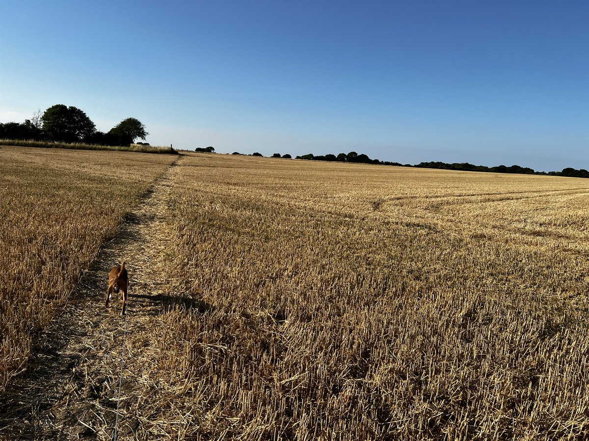 edwardbrindle's tweet photo. Great night for a walk to clear the head #Lincolnshire #wolds #nooneabout https://t.co/LX0qnnjhUF