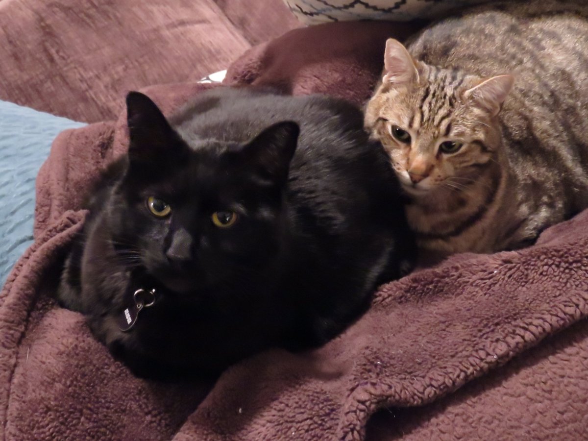 Joey Rintoul tweet media