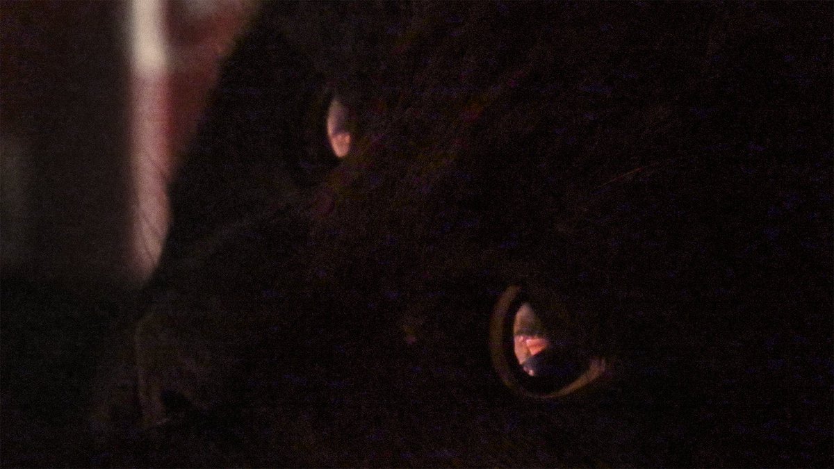 Joey Rintoul tweet media