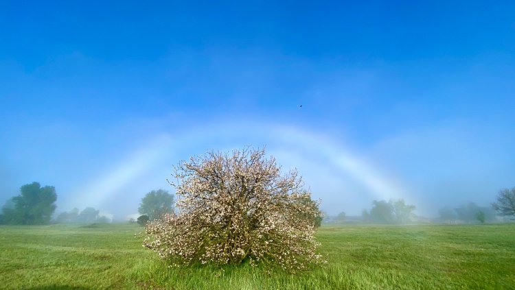 Fogbow Observed from the Ground and from a Tower By: Marco Meniero  
When bows form in fog or mist, the cloud droplets are so small, (smaller than about 0.5 mm in diameter) that their familiar arch appears whitish and is usually inconspicuous...
epod.usra.edu/blog/2022/08/f…