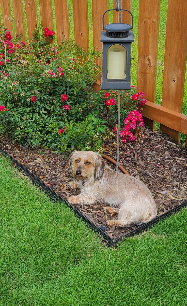 dwhiteauthor's tweet photo. Princess Viola is enjoying a bit of sunshine. #doxiemom https://t.co/R9sV3HFcKD