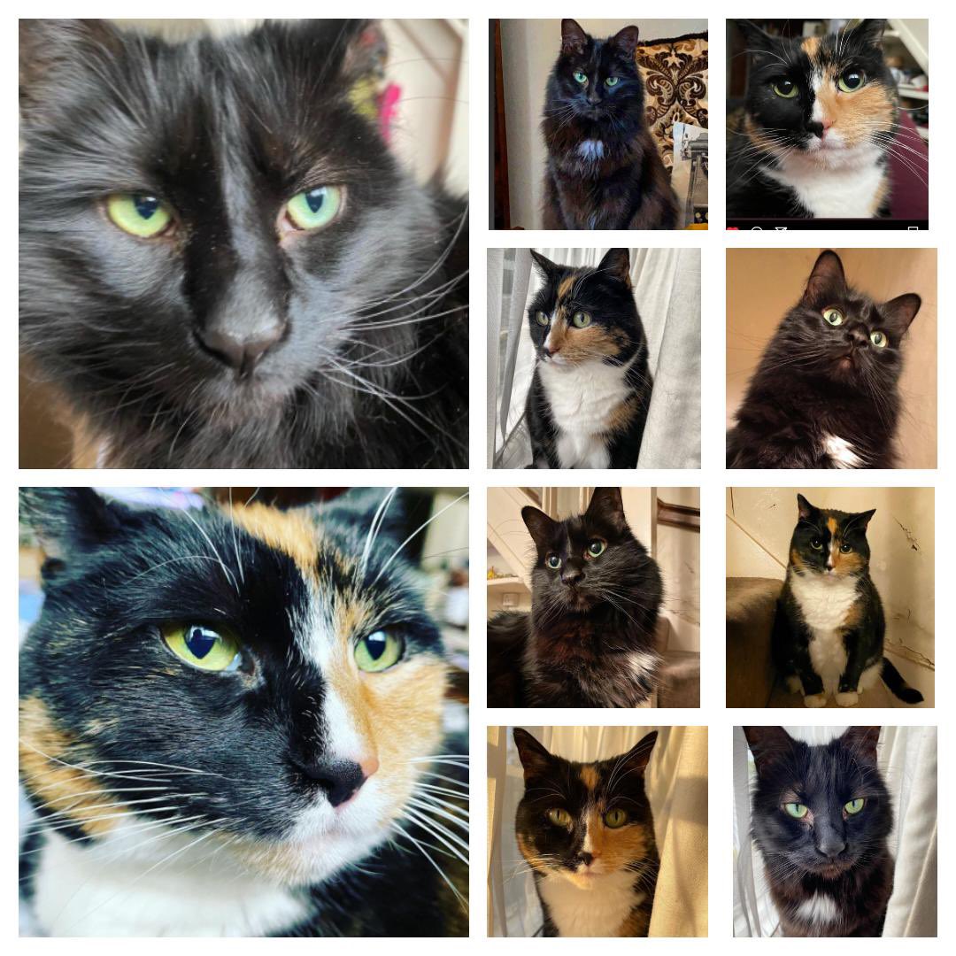soleil_lu's tweet photo. Happy #InternationalCatDay from the two best furry cuddlers!!!!! https://t.co/abeLVtZQaE