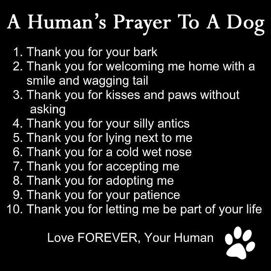 CVA4Animals's tweet photo. @FOSTERFIRST1 May memories of Jack bring you solace. 💔
Run free, Jack. https://t.co/Mocaq2ftit