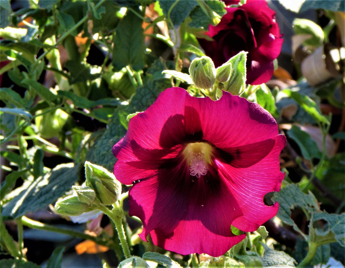 wyohistoryguy's tweet photo. Hard to duplicate colors that seem to grow so easily in nature and the garden. #Woming #Flowers https://t.co/llUO21JEXn