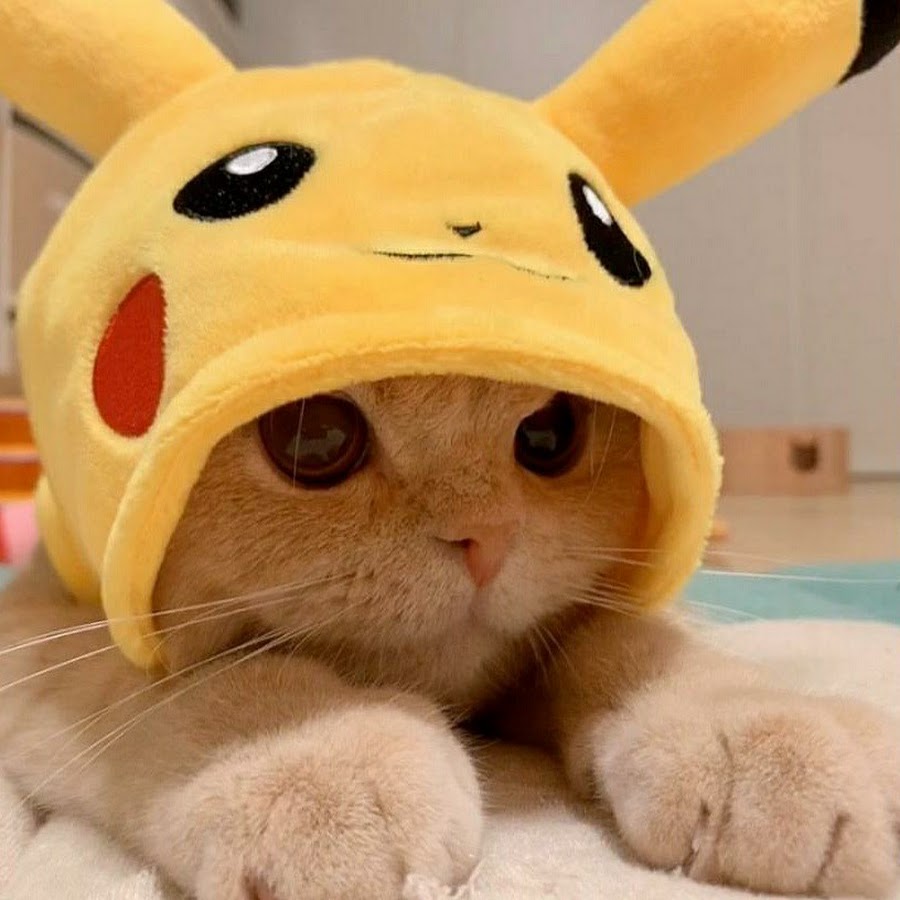 Кот Пикачу