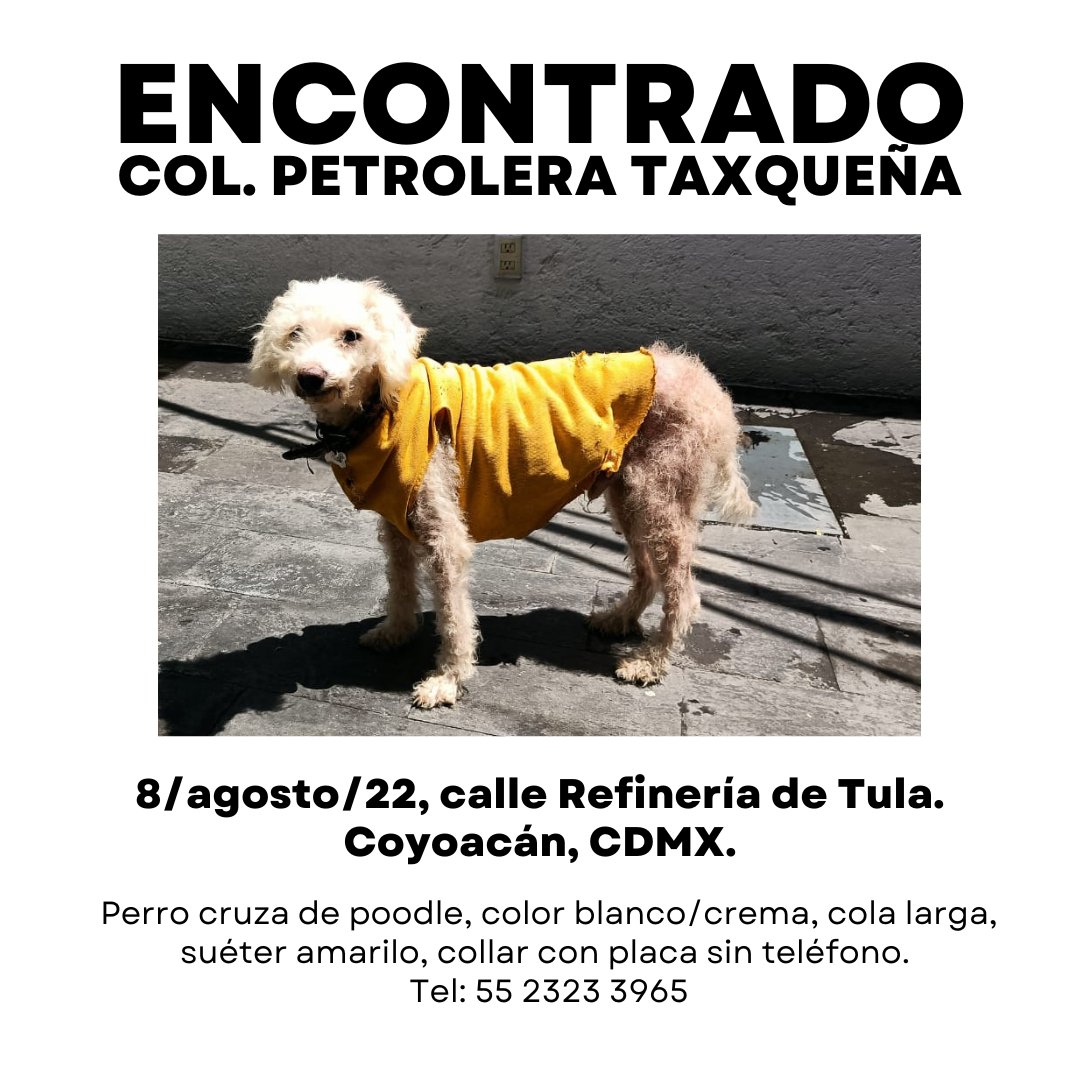Mascotas Coyoacán 🐾 tweet media