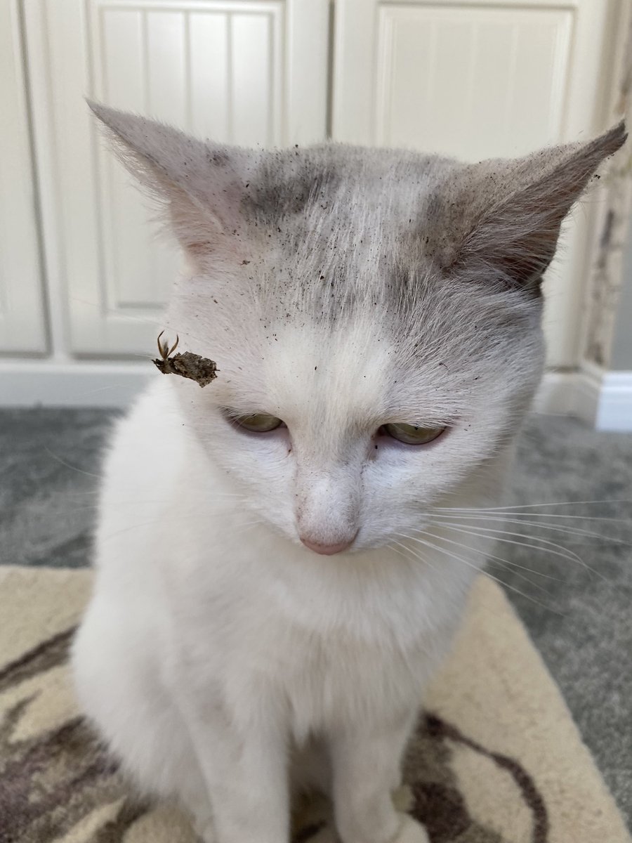 OssieAndLuna's tweet photo. @TreasuryMog Just wondering if this sort of grey might count Gladders? 😼 😹 #GreyCatDay #McGrubby https://t.co/oJiEfqGEwd