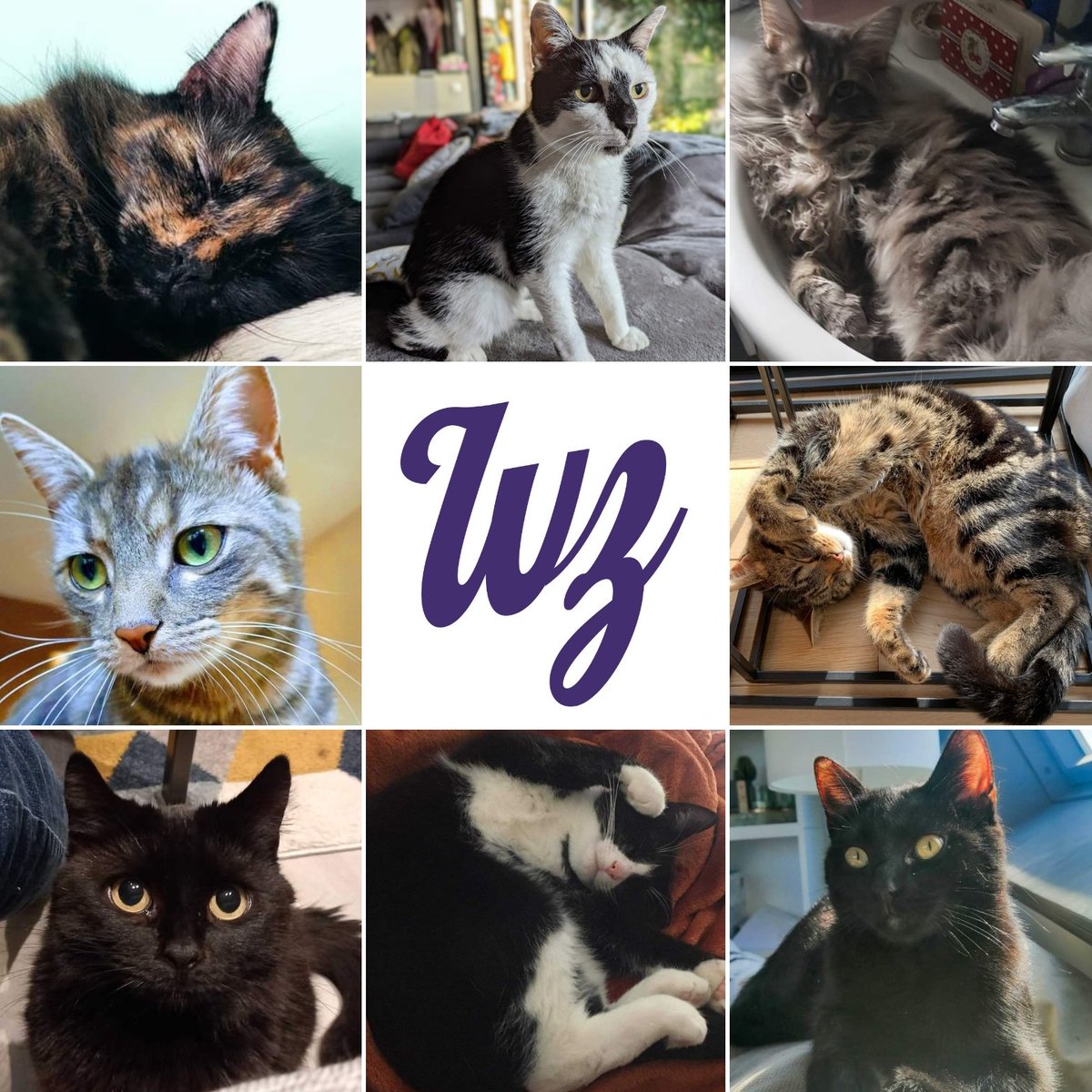 😻 Monday August 8 is #InternationalCatDay.
👉 The occasion for the WebstanZ team members to introduce you to their pets.
😸 Will you be able to find out who is whose cat among our employees ➡️ webstanz.be/en/the-agency
#agencylife #webagency #InternationalCatDay2022