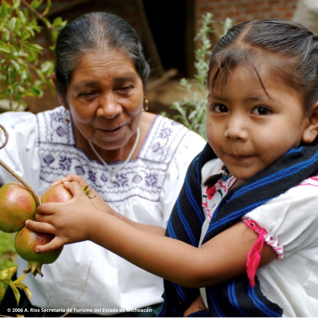 UNESCO's tweet photo. Pictured here are Mrs. Genoveva Alejo w/ her granddaughter, harvesting pomegranates in Mexico as they share a teachable moment in farming methods.

Across the 🌍, indigenous women are transmitting culture &amp; knowledge for a healthier planet:
https://t.co/oF3UxjCH80 #IndigenousDay https://t.co/lISlraVj1e