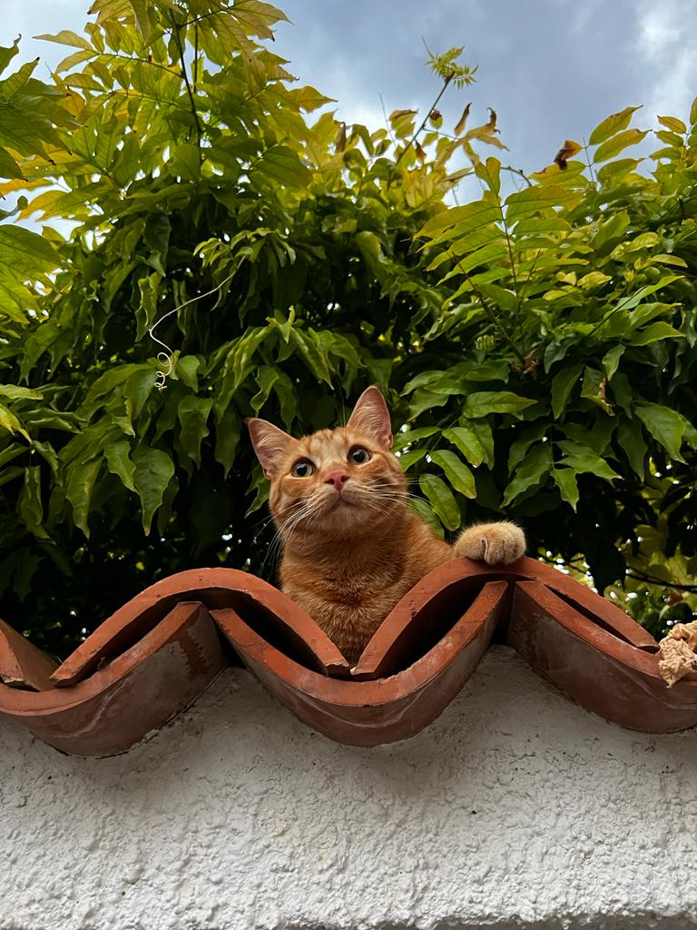 Il mio gatto quando si nasconde.