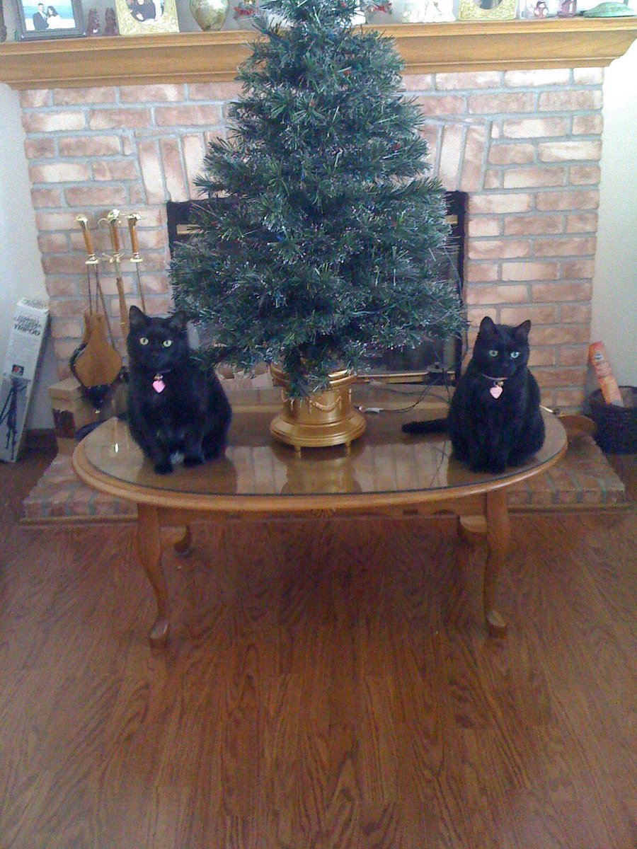 My three girls .. all from a shelter #catlovers #cats 
#InternationalCatDay