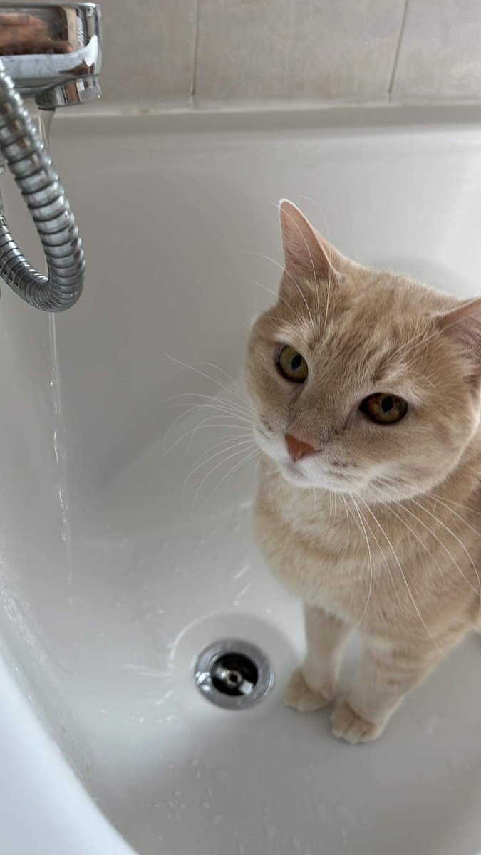 Anto/Gulldiz tweet media