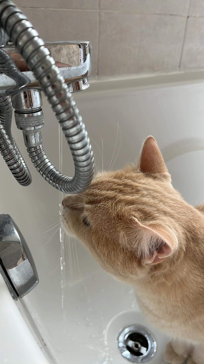 Anto/Gulldiz tweet media