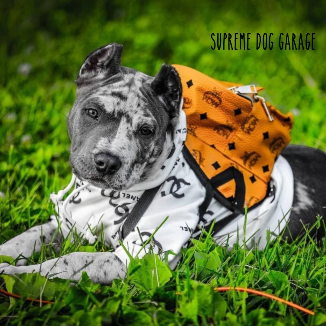 SDGShop's tweet image. The Researcher!🌲⁠

Follow @SDGShop 🥰

Get your dog backpack here 👉 cli.re/Vp555z

#doghoodie #dogbackpack #sunnyday #doglove #chanel #mcm #dogstyle #dogfashion #mcmbackpack #dogoutfit #supremedoggarage #dogsoftwitter #summerdog #summerstyle
