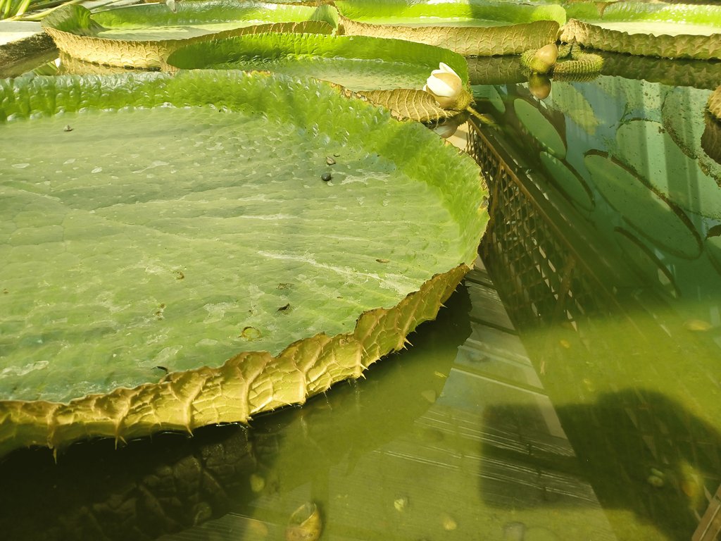 explorytales's tweet photo. These African lily pads were absolutely breathtaking. I was so captivated, I didn't realize my cellphone shadow was perfectly framed in the shot lol 📷️😂 https://t.co/3jIVZ57bbz