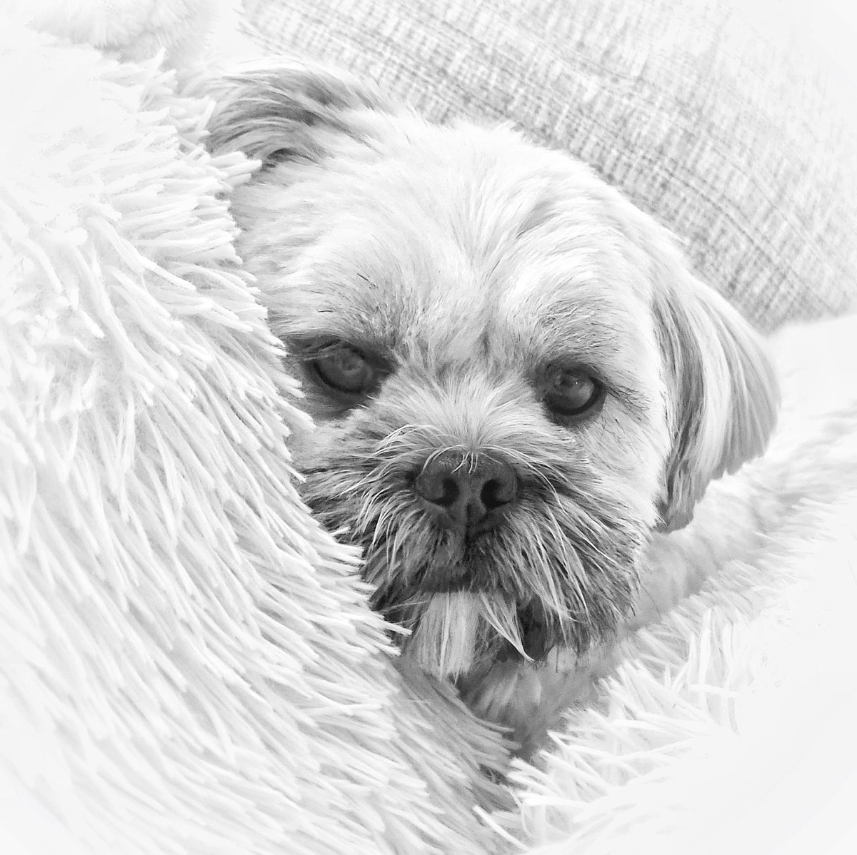 Someone's comfy!
#lhasa #lhasaapso #DogsofTwittter #DogsOnTwitter #dogphotography #pets #blackandwhite