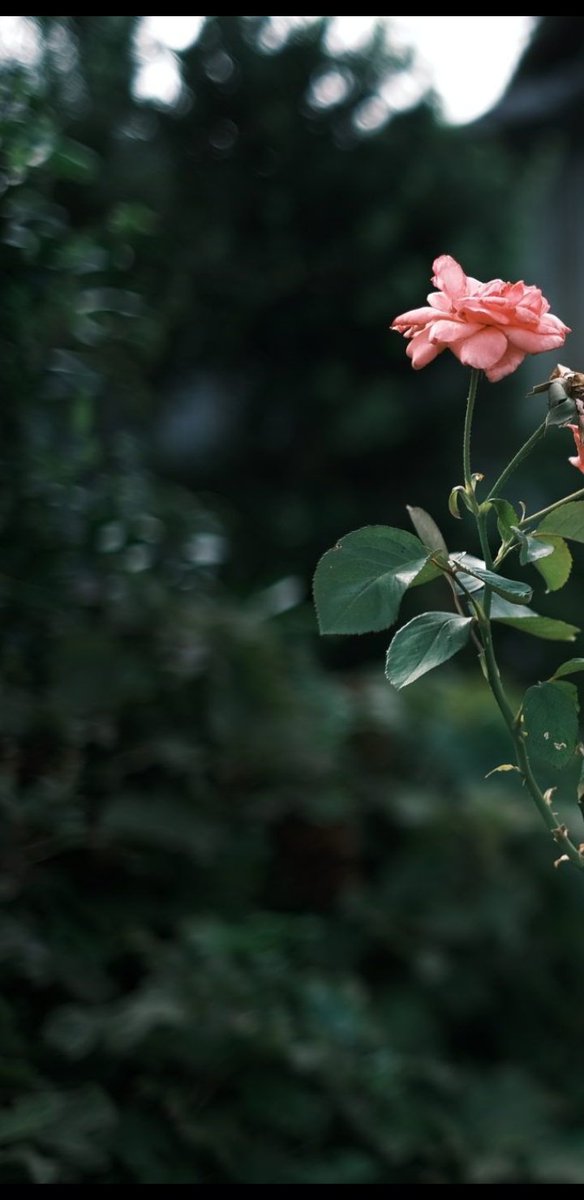 #الصبر هو القبول الهادئ بأن الأشياء يمكنها أن تحدث بترتيب مختلف عن ما في فكرك...