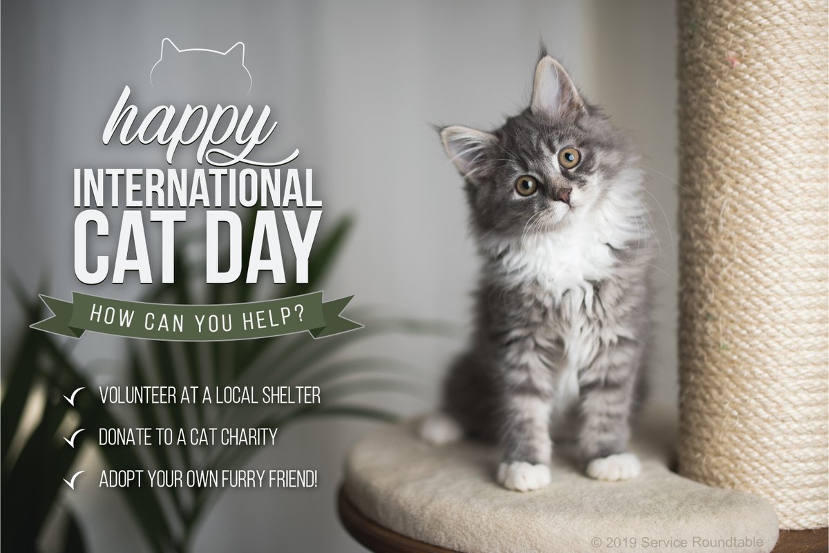 Today is International Cat Day! Make sure to give your little fur babies extra treats today! 😸 #InternationalCatDay
