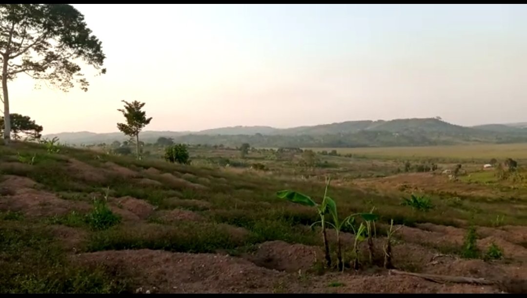 andrew_climate's tweet photo. Kasa forest in central Uganda has been completed cut down by greedy individuals. Just three years ago it had grown up indigenous tree species including Chlorophora excelsa (Mvule), Maesopsis eminii (Musizi), etc...
#StopDeforestation❌
#ClimateActionNow✅
#ClimateRevolutionNow✅ https://t.co/QpNKm0PQCH