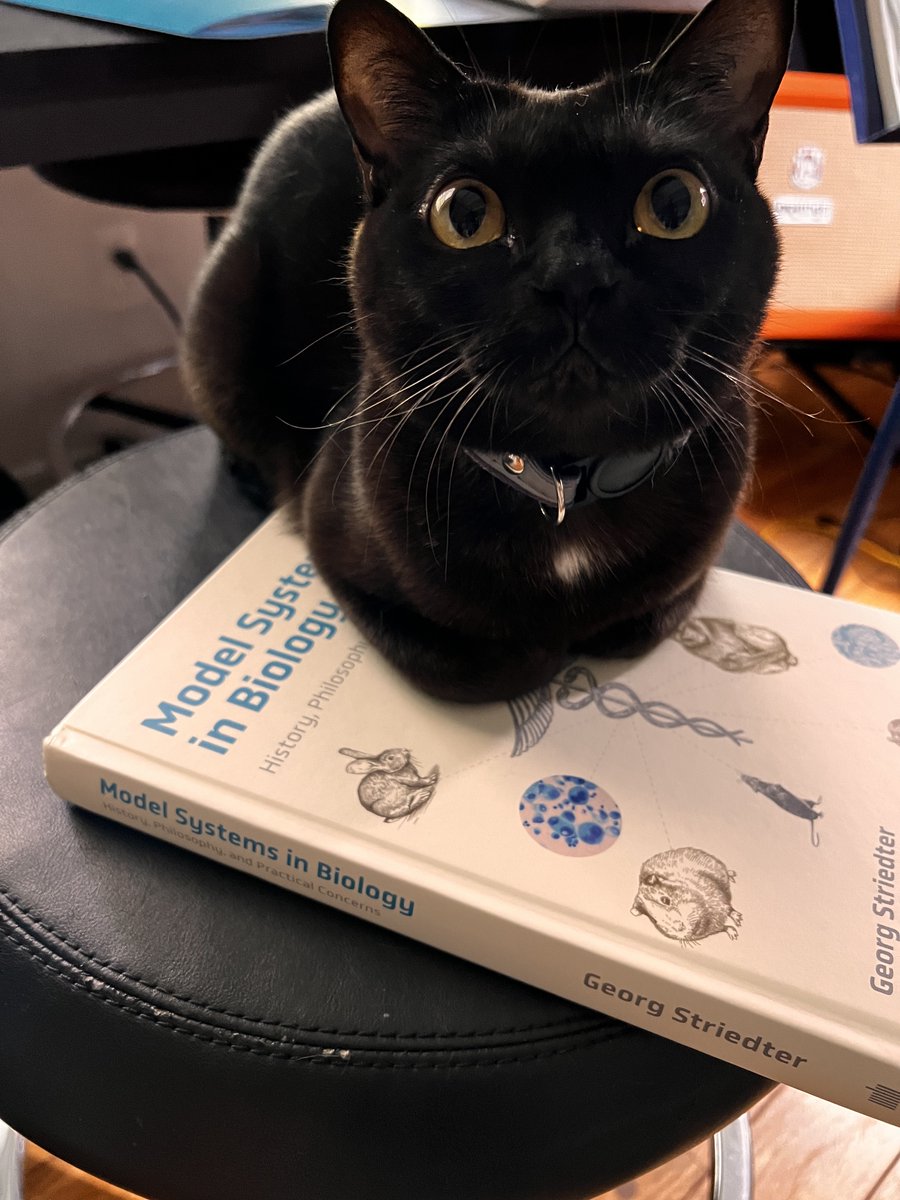 Asif A Ghazanfar tweet media