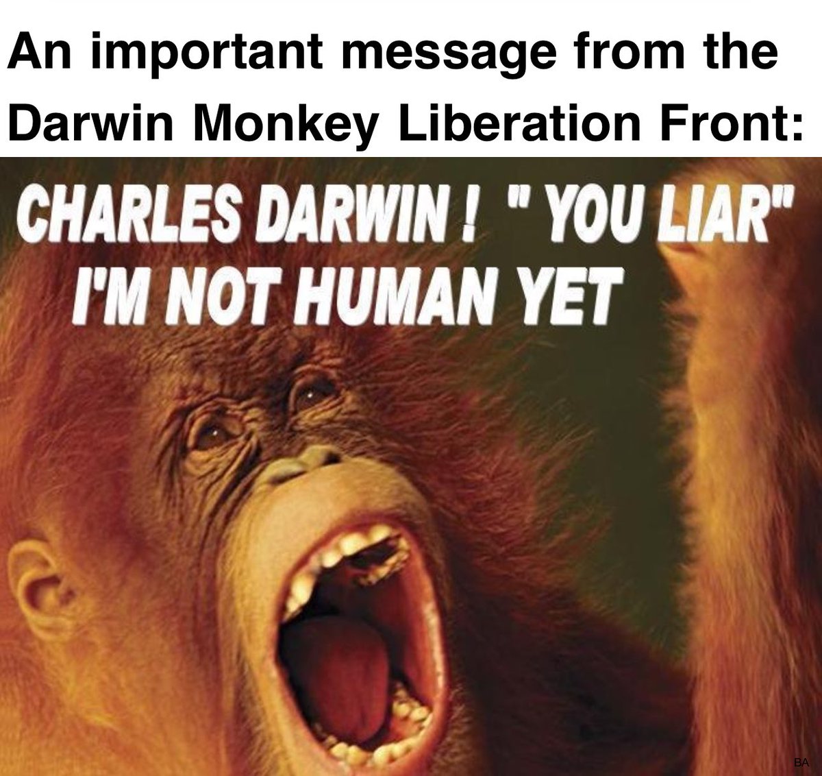 bikinatroll's tweet photo. @timothy_bozek @Ah_Science @TakeThatDarwin “There is no monkey making human babies”
#DMLF
#HumanMonkeyLivesMatter https://t.co/R806gvGcRb