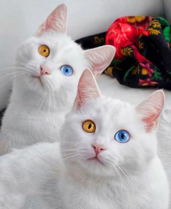 Dilerim hayatınıza egolarınızdan arınmış, düşünerek konuşan, aranızda kilometrelerce mesafe olmasına rağmen yanındaymış hissi veren, kaybetmemek, incitmemek için itinalı davranan, ne kadar teşekkür etseniz de az geleceği insanlar girer.