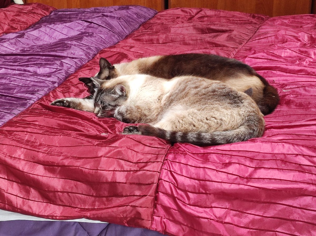 #DiaInternacionalDelGato #AdoptaNoCompres #MaltratoAnimal