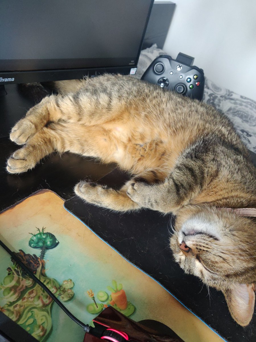 Apparemment c'est la journée internationale du chat, du coup voilà le mien, en toute impartialité la plus belle 😄❤️ #catday