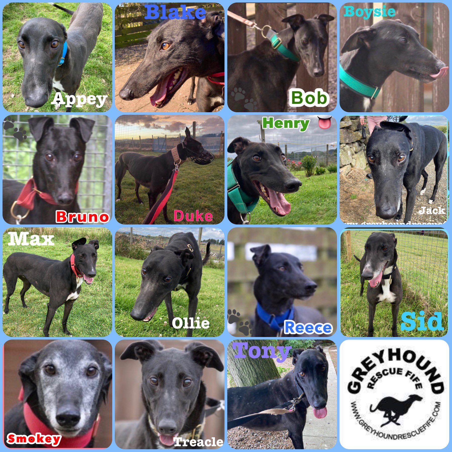 Greyhound Rescue Fife (GreyhoundRFife) / Twitter