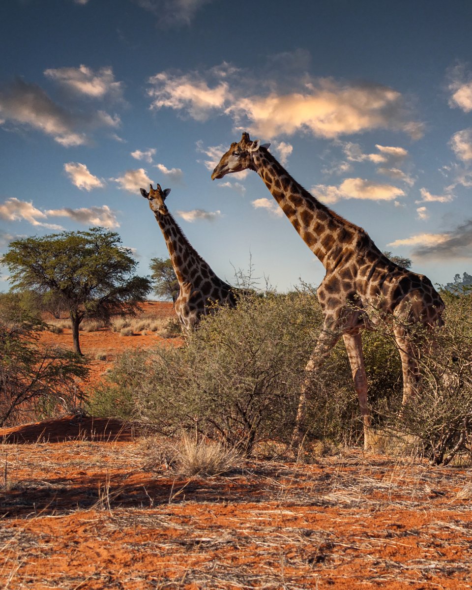 On the edge of the Kalahari desert in Namibia two giraffes show us interest as we pass by. Such majestic creatures and we will hopefully never tire of photographing them in their natural habitat #travelphotography #wildlifephotography #Africa