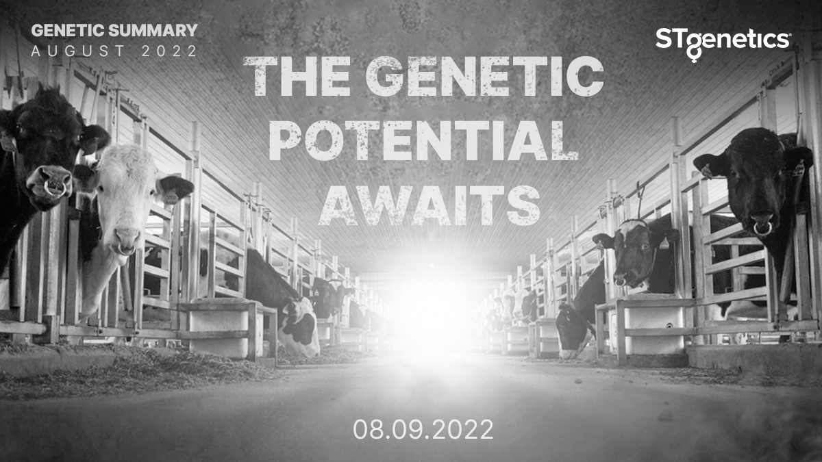 STgenetics's tweet photo. The Genetic potential awaits! Today, August 9 is the day - August 2022 Genetic Evaluations will be released! Visit the STgenetics website and follow us on Facebook, Instagram and Twitter for the latest updates, news and new bull information! #STgenetics #ProofWeek #Ultraplus https://t.co/MijBhj1a9V