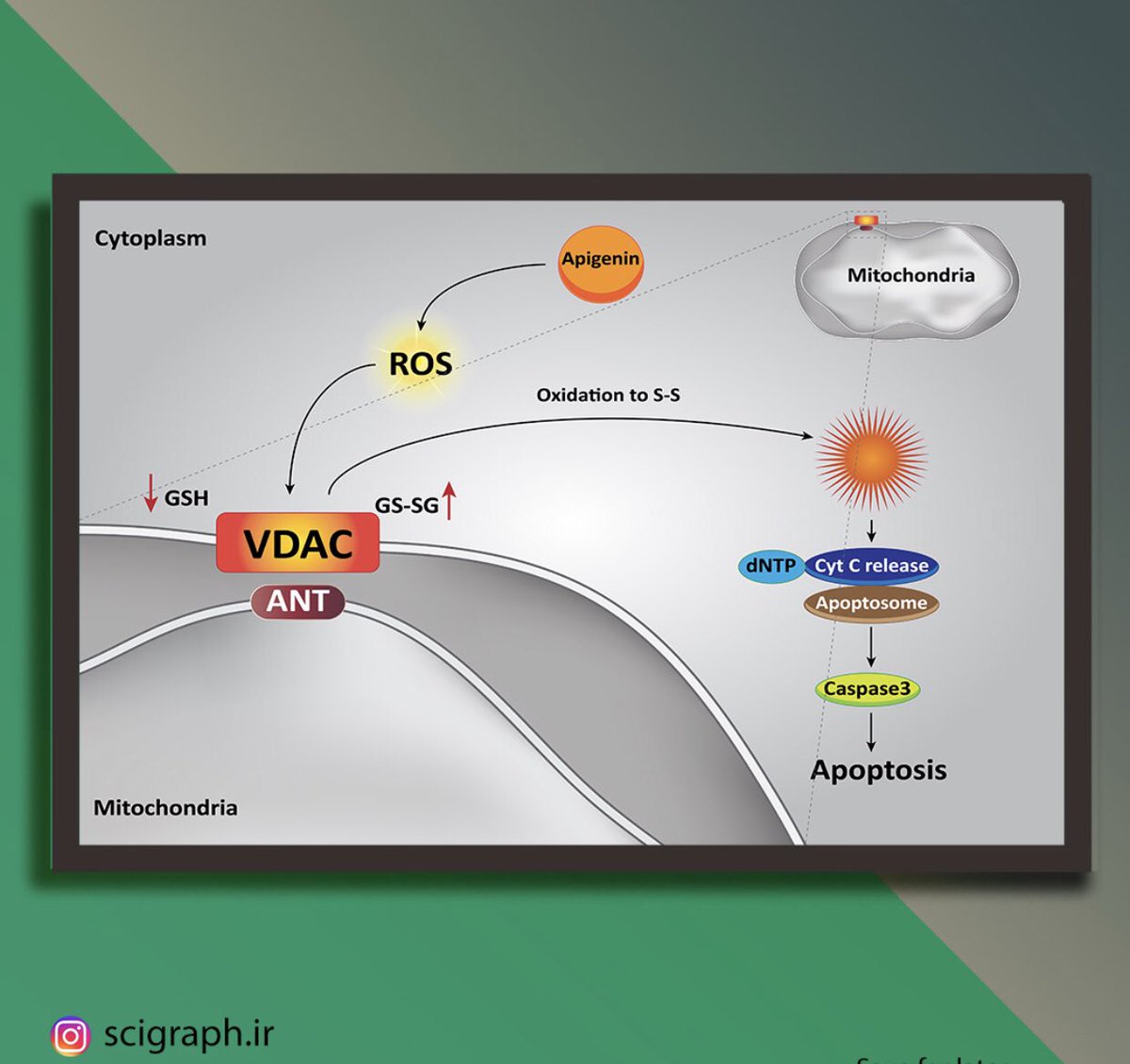 SafariScigraph's tweet photo. #Apigenin as Tumor Suppressor in Cancers: Biotherapeutic Activity, Nanodelivery, and Mechanisms With Emphasis on #Pancreatic_Cancer
https://t.co/DYzQLLA8Vn
- Published in "Frontiers in Chemistry",   Volume 8, Article 829  
- Impact factor: 4.9

#bioart #Cancer #SciArt #Academia https://t.co/otpgn07qIO